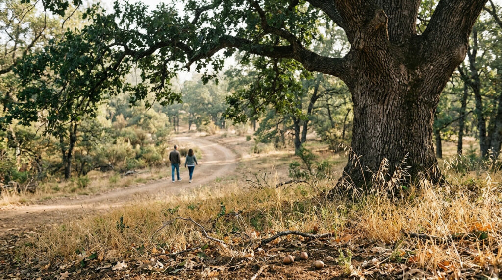 Illustration of mature oaks, fallen acorns and present-day visitors walking along a woodland trail